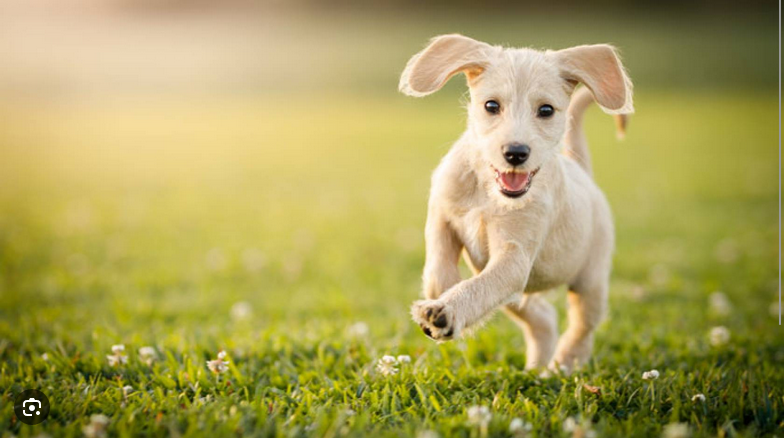 Dog Poop Pickup in Grosse Pointe Shores, Michigan