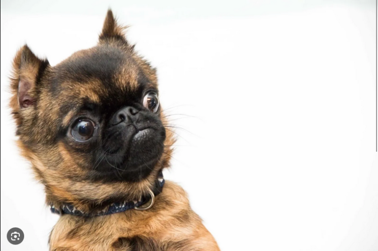 Dog Poop Pickup in Grosse Pointe Shores, Michigan