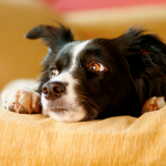 Dog Poop Pickup in Grosse Pointe Shores, Michigan