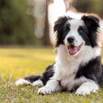 Dog Poop Pickup in Grosse Pointe Shores, Michigan