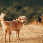 Dog Poop Pickup in Grosse Pointe Shores, Michigan