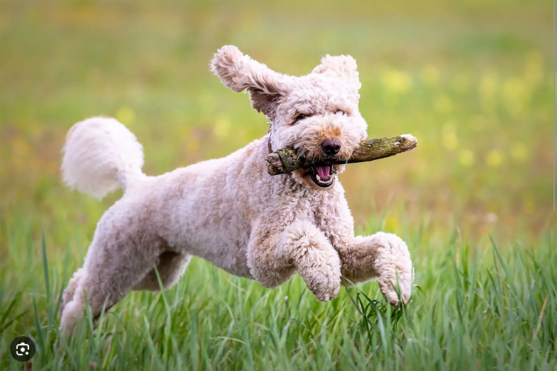 Dog Poop Pickup in Grosse Pointe Shores, Michigan