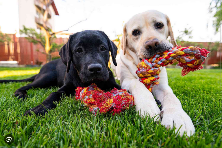 Dog Poop Pickup in Grosse Pointe Shores, Michigan