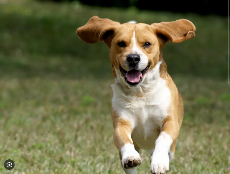 Dog Poop Pickup in Grosse Pointe Shores, Michigan