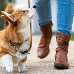 Dog Poop Pickup in Grosse Pointe Shores, Michigan