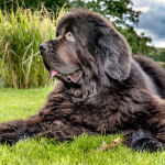 Dog Poop Pickup in Grosse Pointe Shores, Michigan